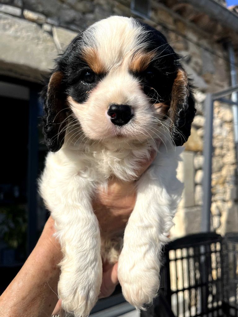 La Panière Aux Milles Merveilles - Chiot disponible  - Cavalier King Charles Spaniel