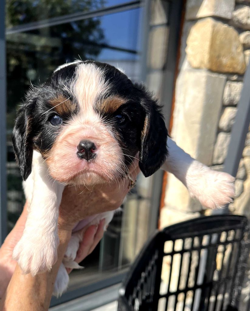 La Panière Aux Milles Merveilles - Chiot disponible  - Cavalier King Charles Spaniel