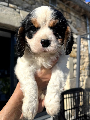 La Panière Aux Milles Merveilles - Cavalier King Charles Spaniel - Portée née le 28/09/2024