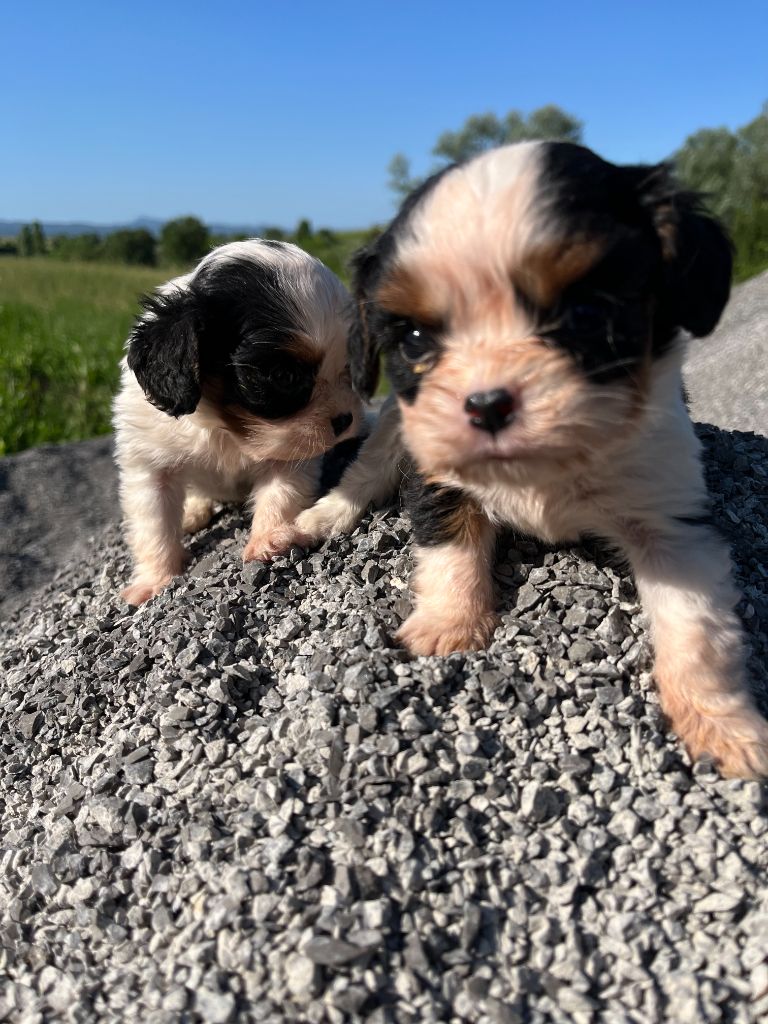 La Panière Aux Milles Merveilles - Cavalier King Charles Spaniel - Portée née le 19/04/2025
