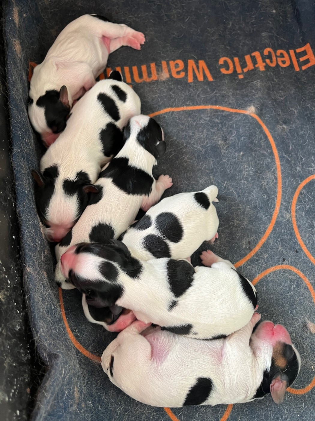 La Panière Aux Milles Merveilles - Cavalier King Charles Spaniel - Portée née le 20/03/2026