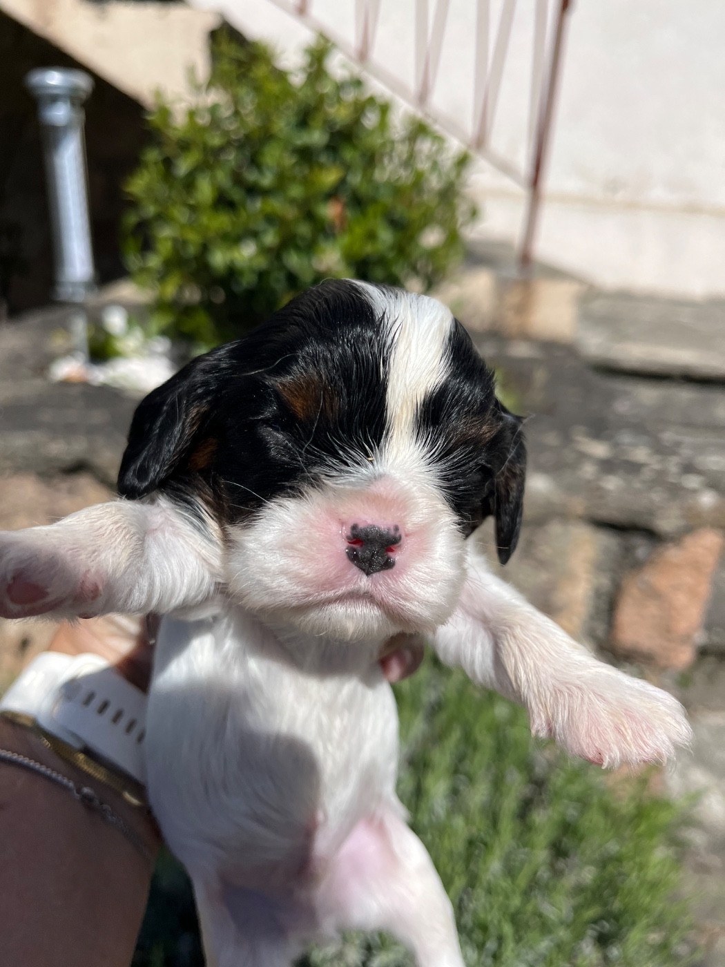 La Panière Aux Milles Merveilles - Chiots disponibles - Cavalier King Charles Spaniel