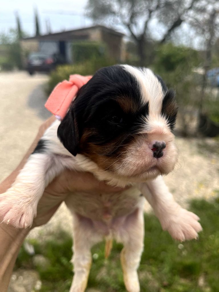 CHIOT 3