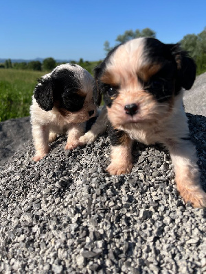 CHIOT 1