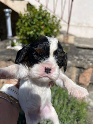 Chiot N°1