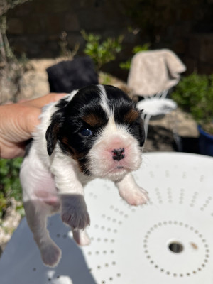 Chiot N°2