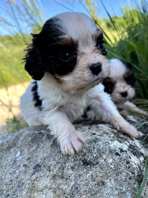 CHIOT 2